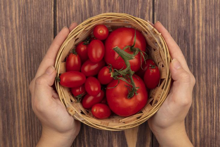 Hands holding basket of tomatoes